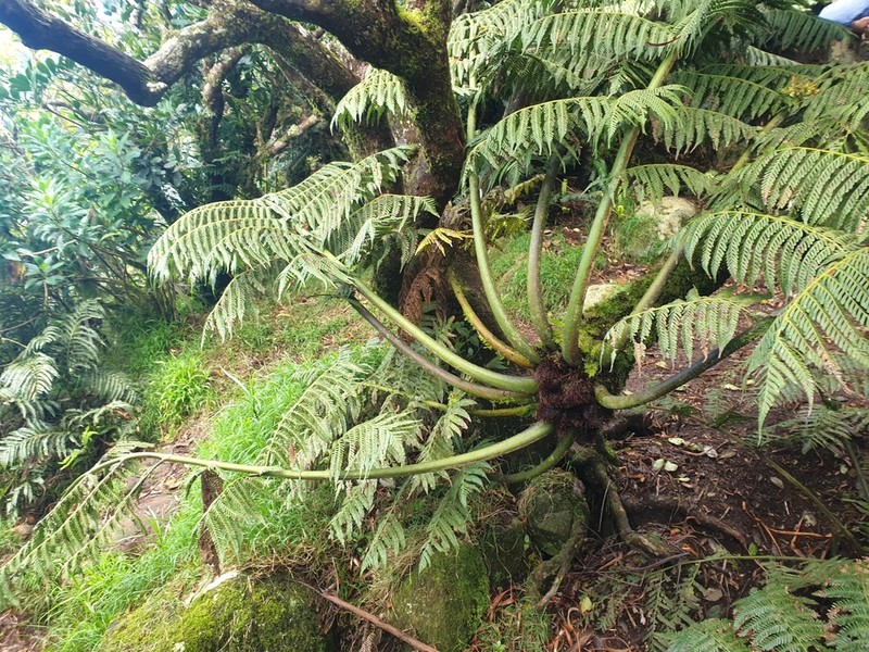 Sphaeropteris robusta photo 5