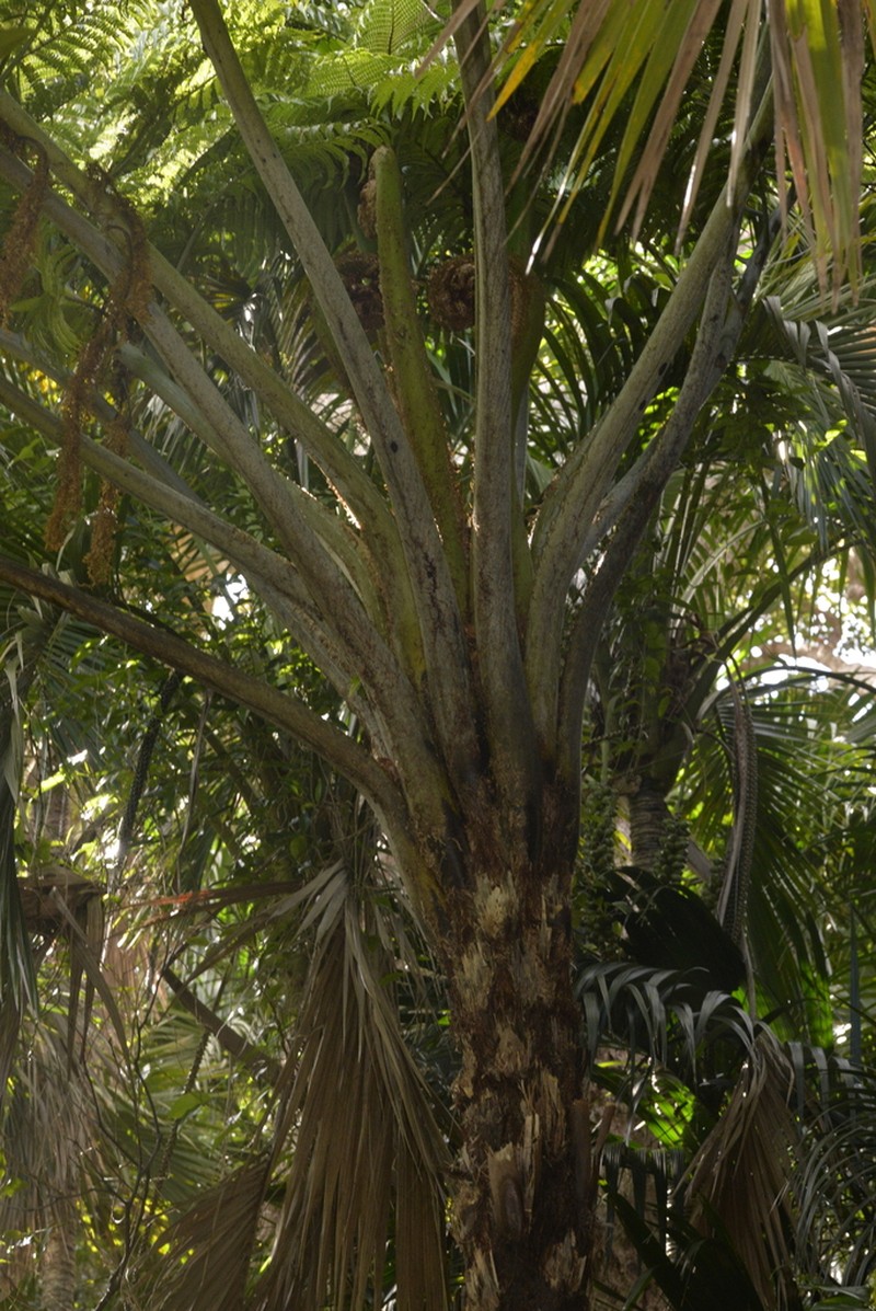 Sphaeropteris robusta photo 7