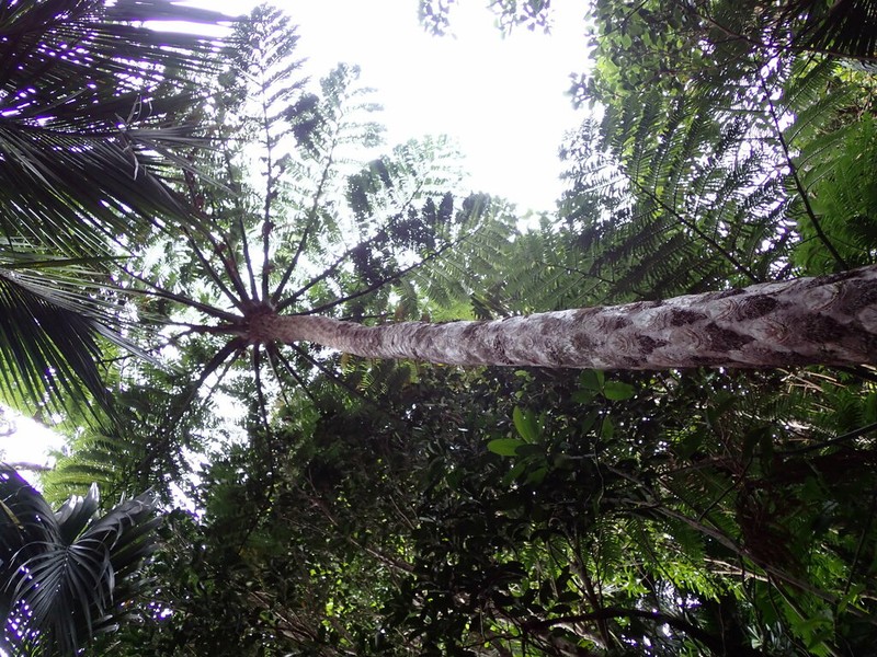 Sphaeropteris robusta photo 8