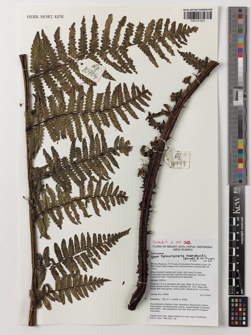Sphaeropteris rosenstockii