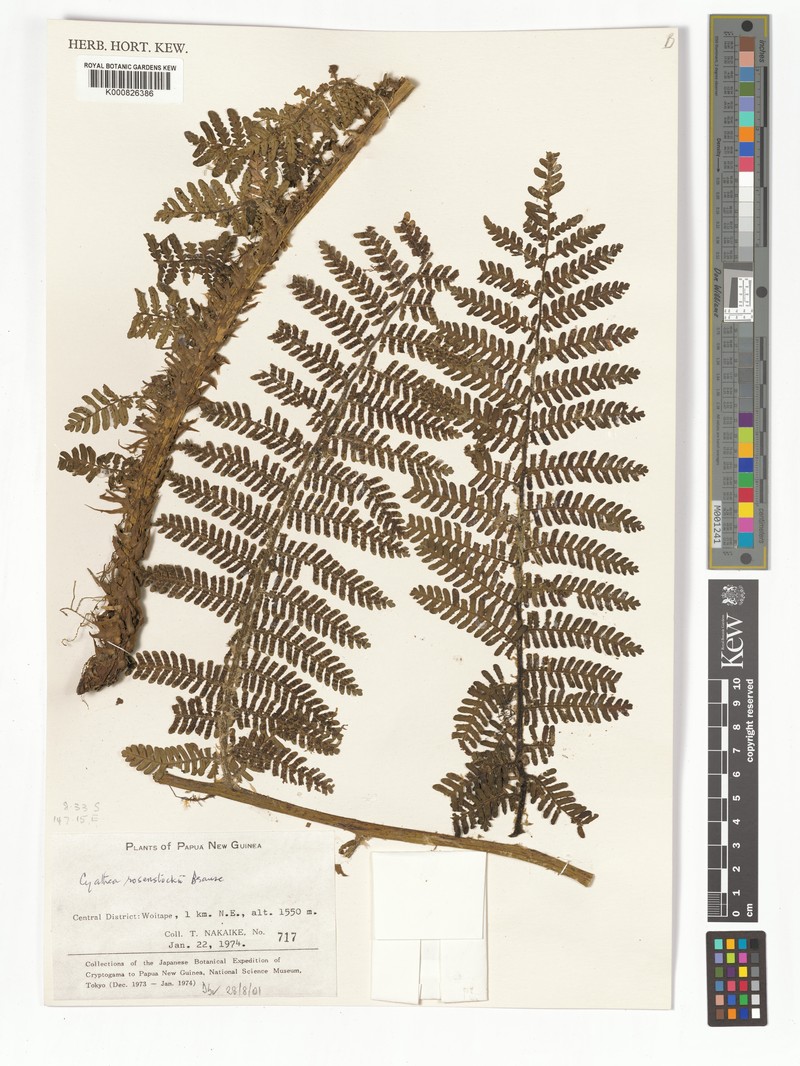 Sphaeropteris rosenstockii photo 2