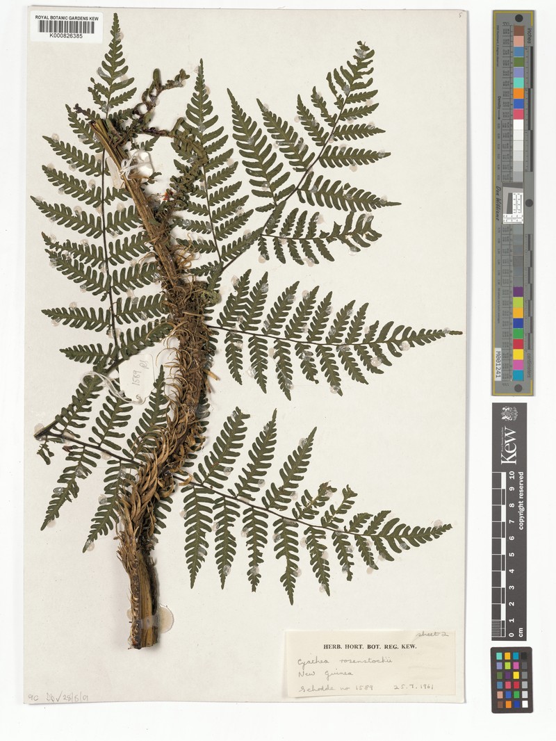 Sphaeropteris rosenstockii photo 3