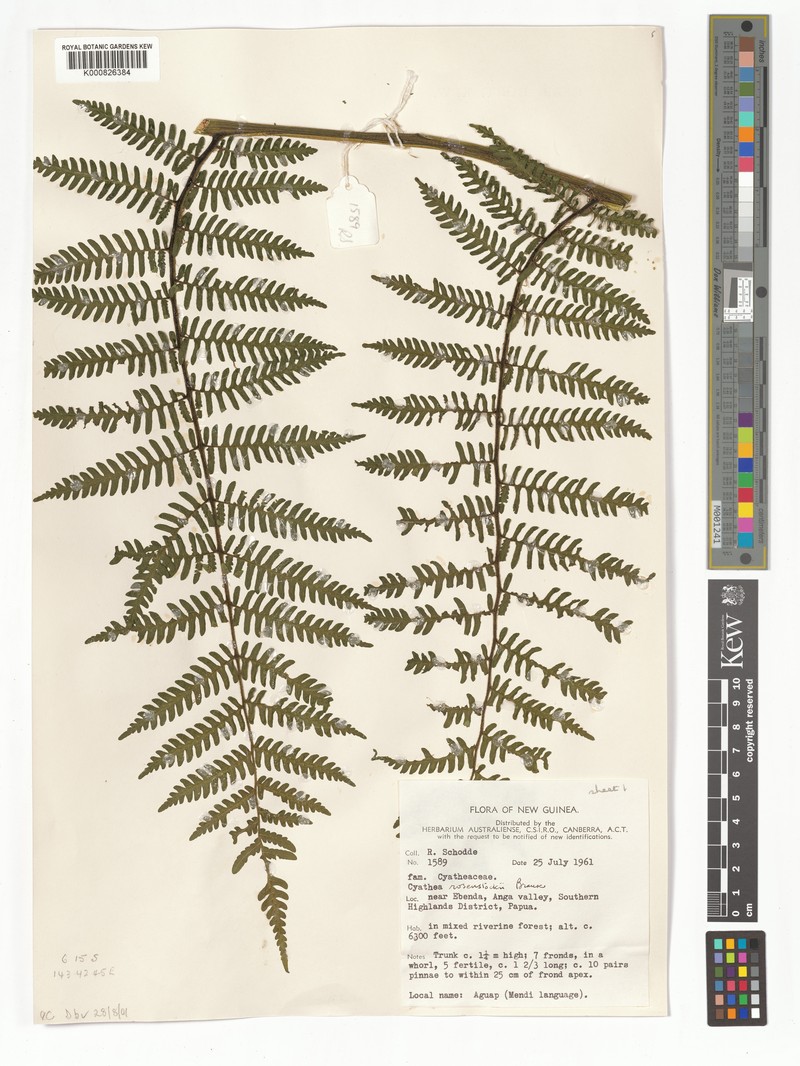 Sphaeropteris rosenstockii photo 4