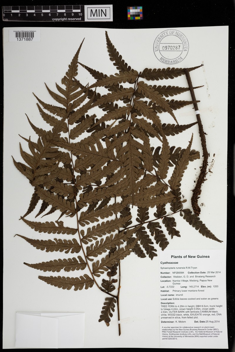 Sphaeropteris runensis
