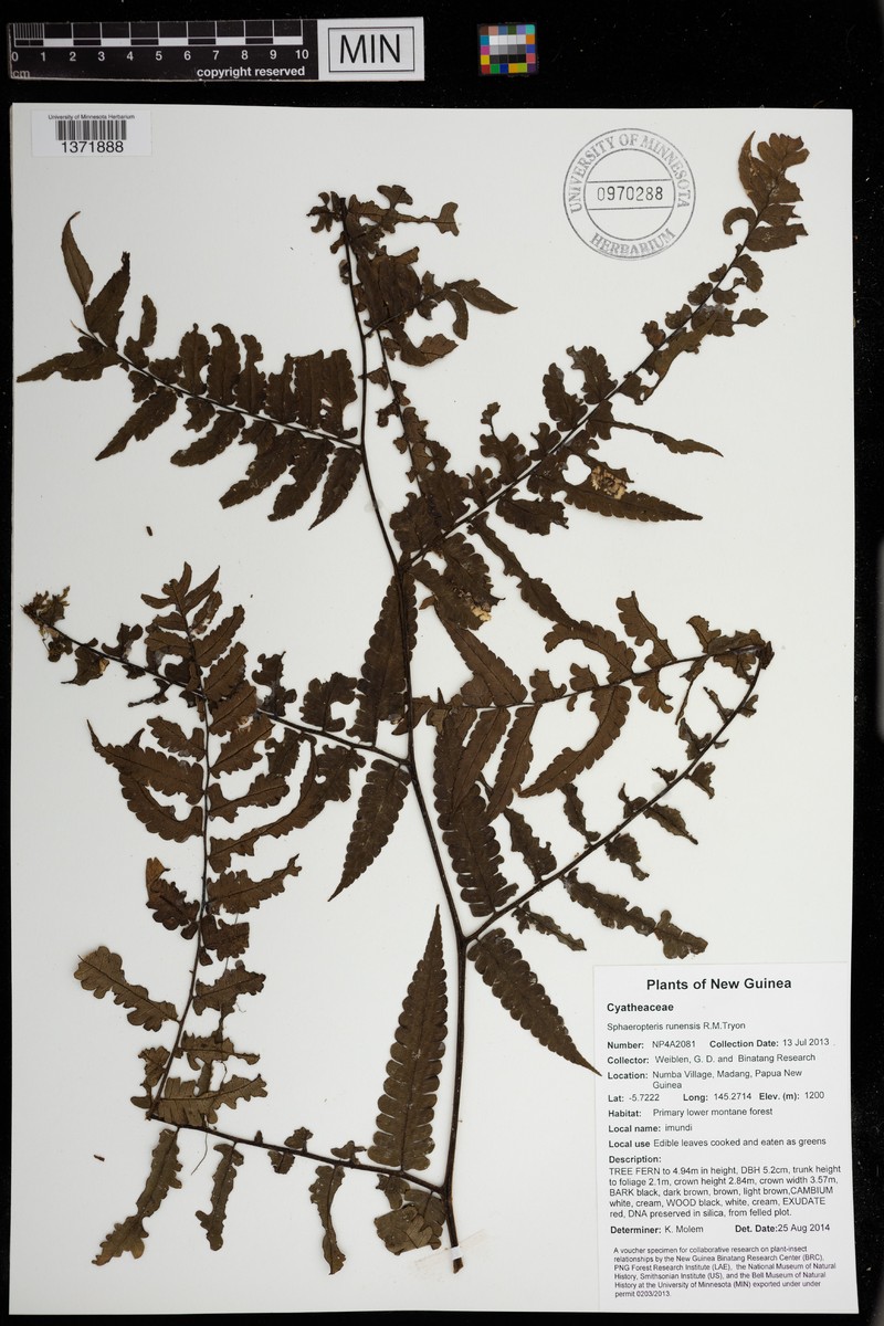 Sphaeropteris runensis photo 2
