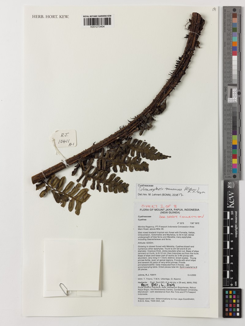 Sphaeropteris runensis photo 3