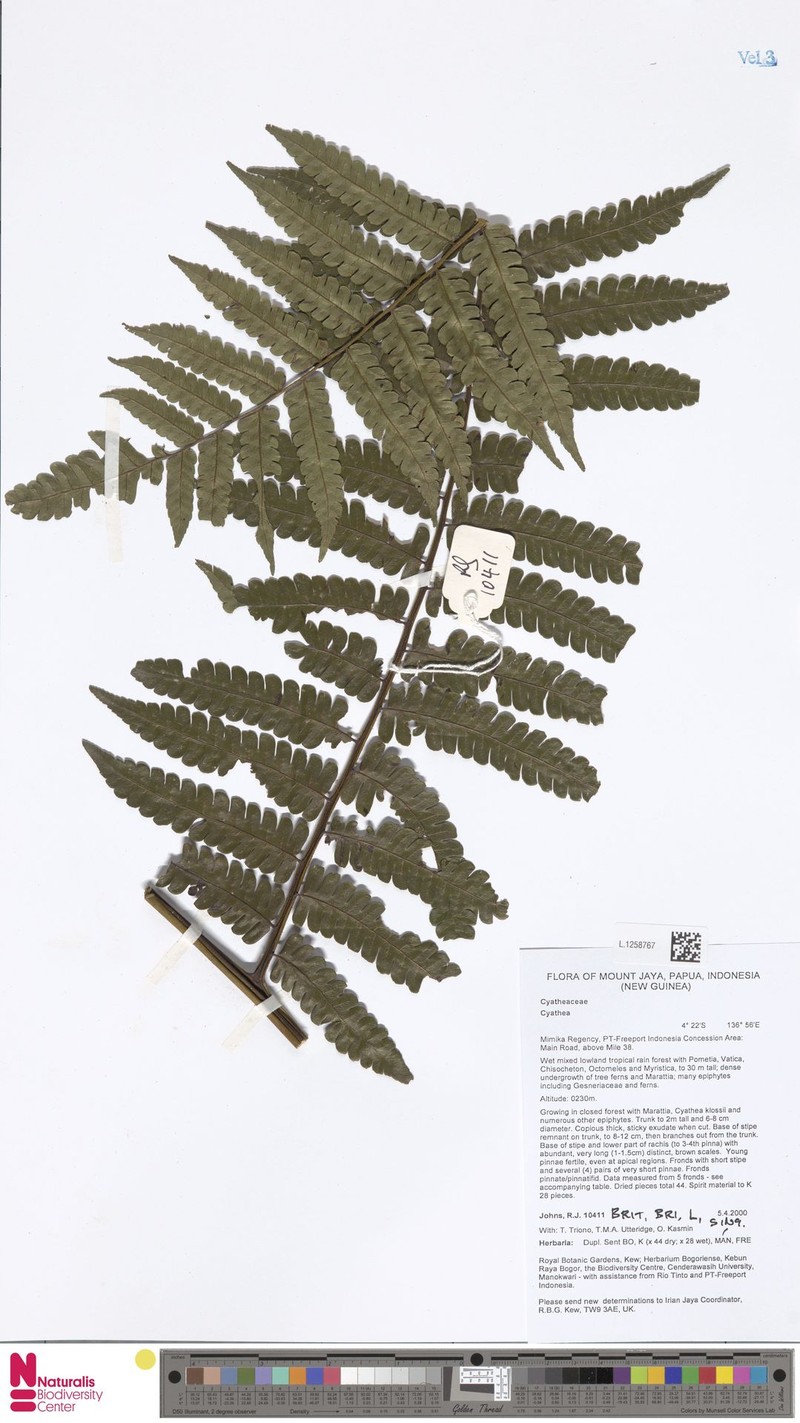 Sphaeropteris runensis photo 4