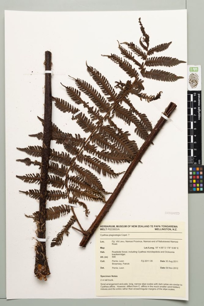 Sphaeropteris samoensis