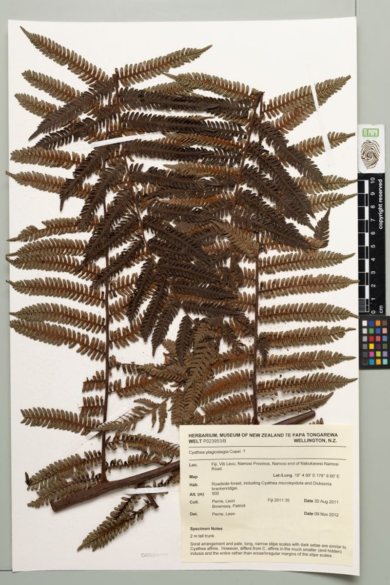 Sphaeropteris samoensis photo 2