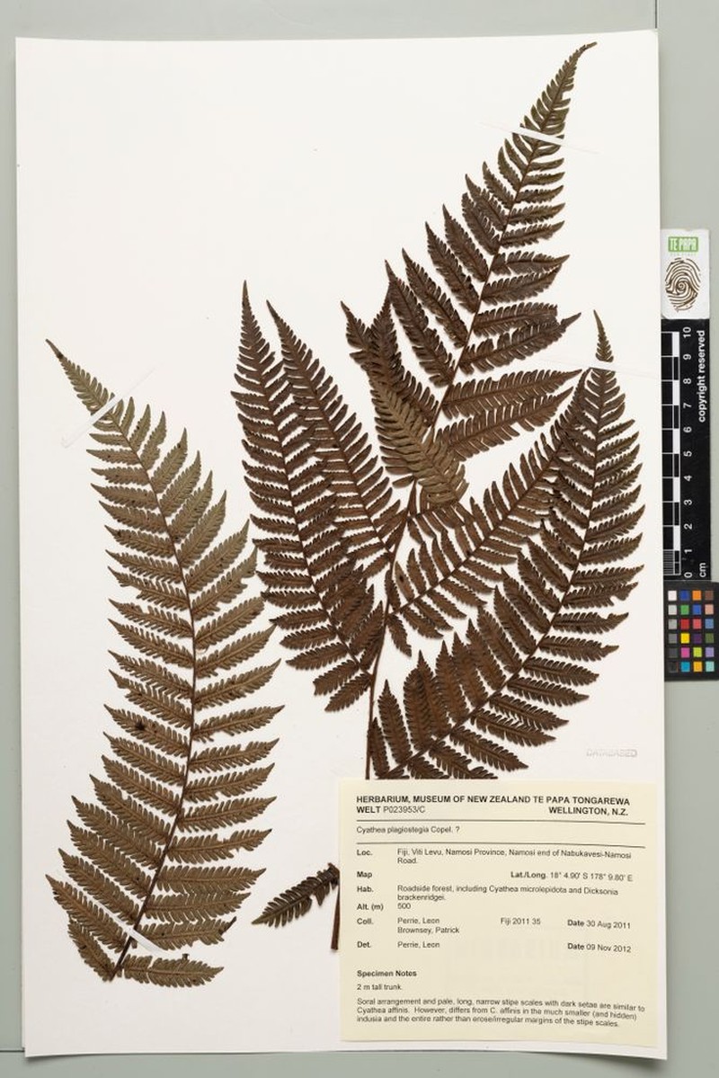 Sphaeropteris samoensis photo 3