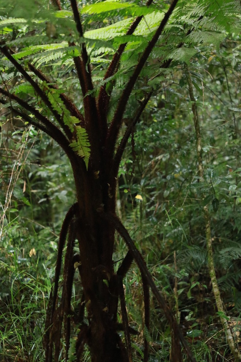 Sphaeropteris sarasinorum