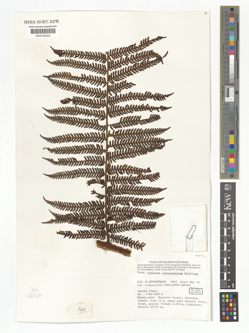 Sphaeropteris sarasinorum photo 3