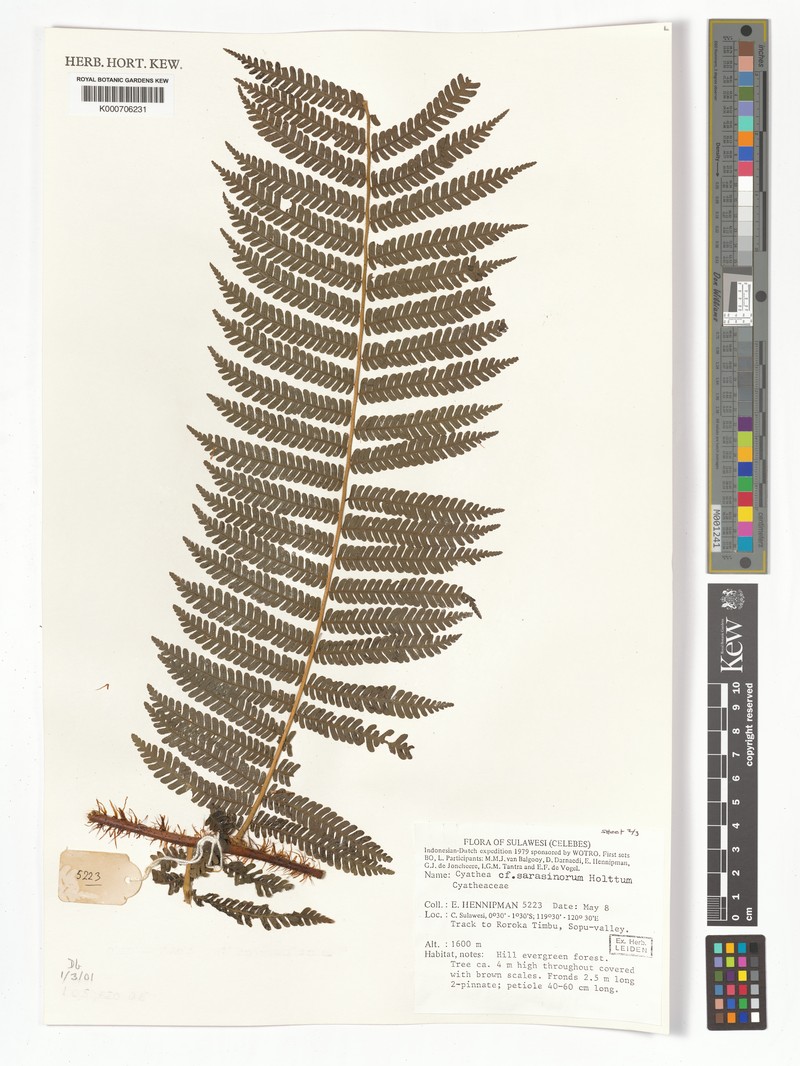 Sphaeropteris sarasinorum photo 4