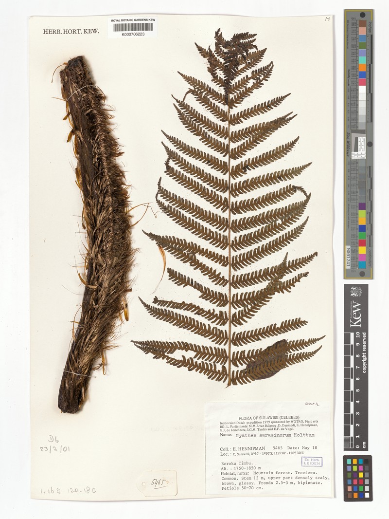 Sphaeropteris sarasinorum photo 5