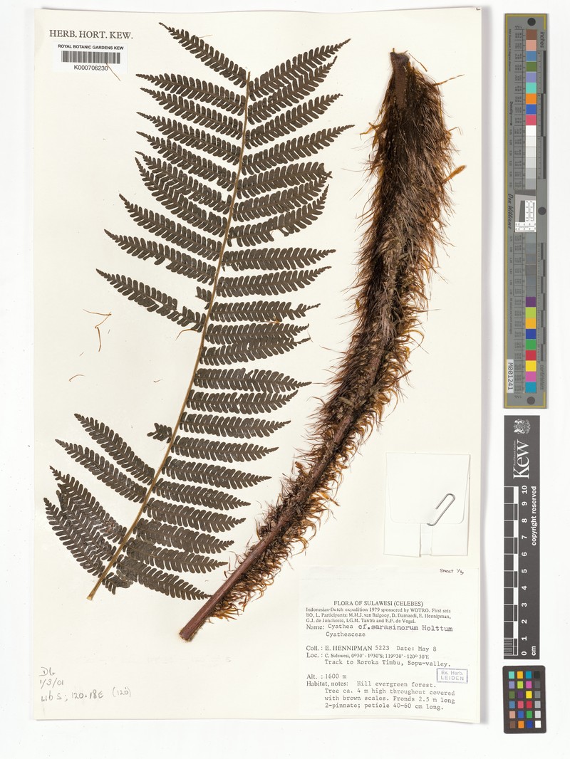 Sphaeropteris sarasinorum photo 6
