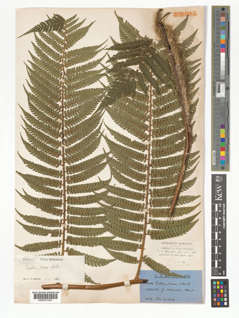 Sphaeropteris senex