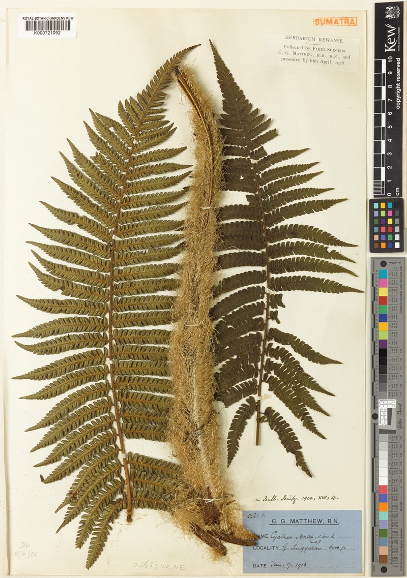 Sphaeropteris senex photo 2