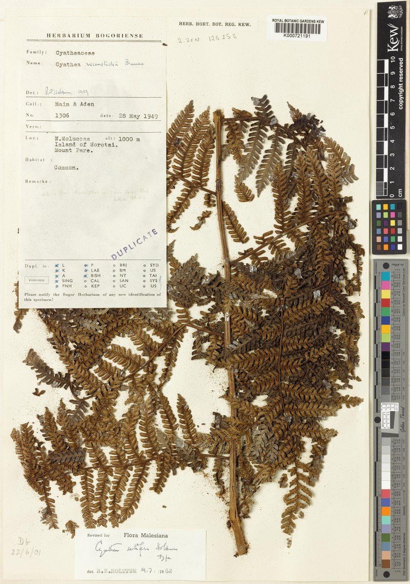 Sphaeropteris setifera