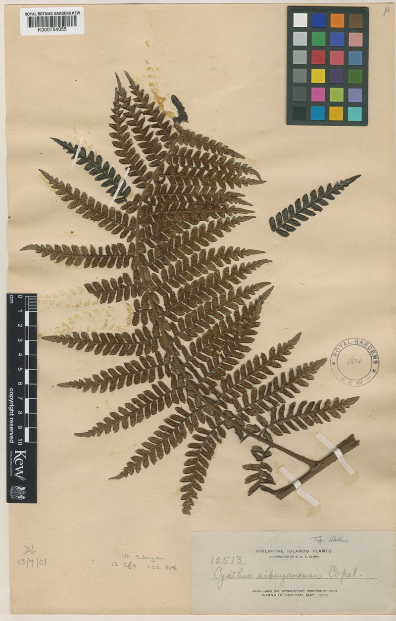 Sphaeropteris sibuyanensis