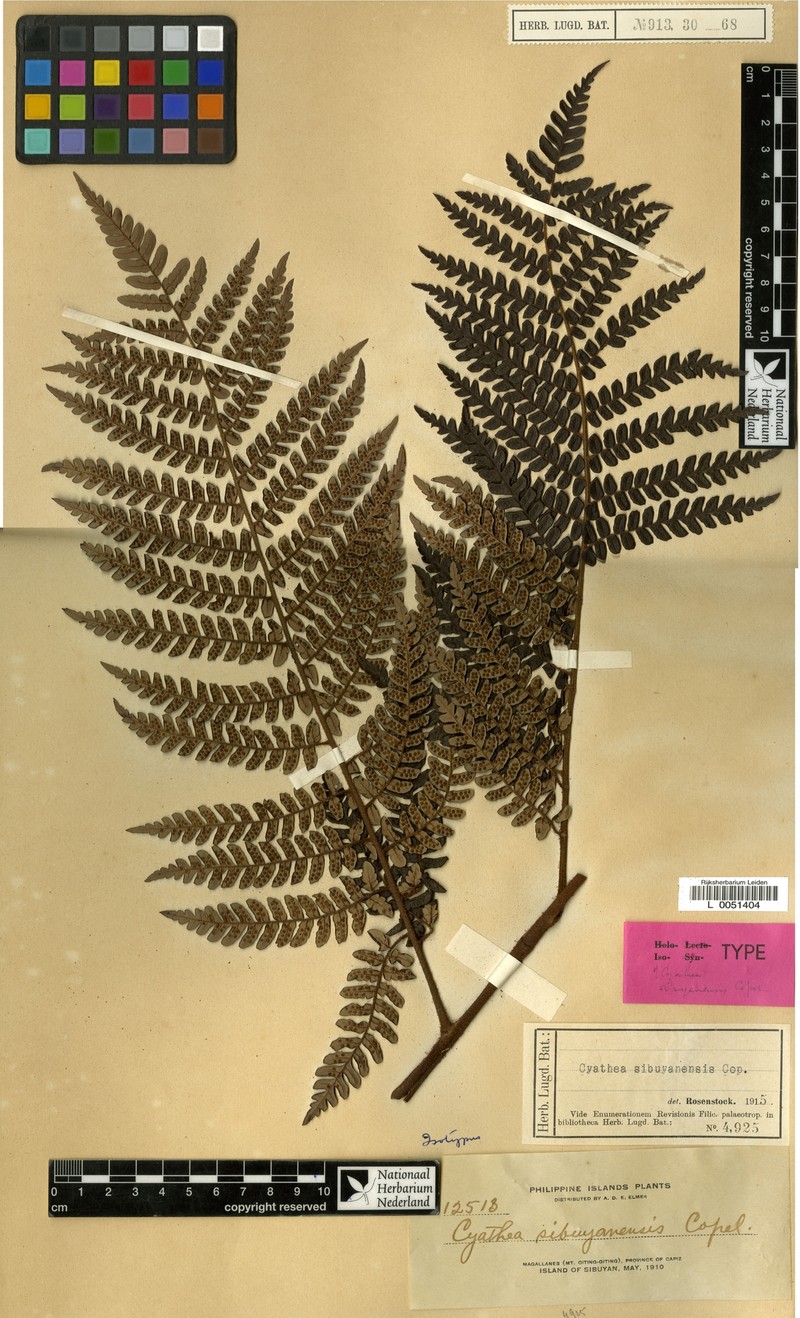 Sphaeropteris sibuyanensis photo 2