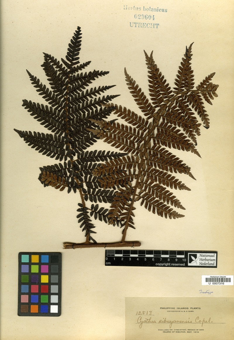 Sphaeropteris sibuyanensis photo 3