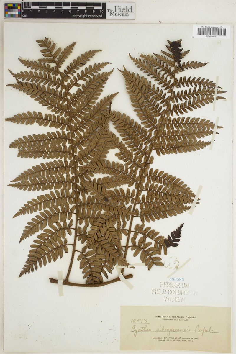 Sphaeropteris sibuyanensis photo 4