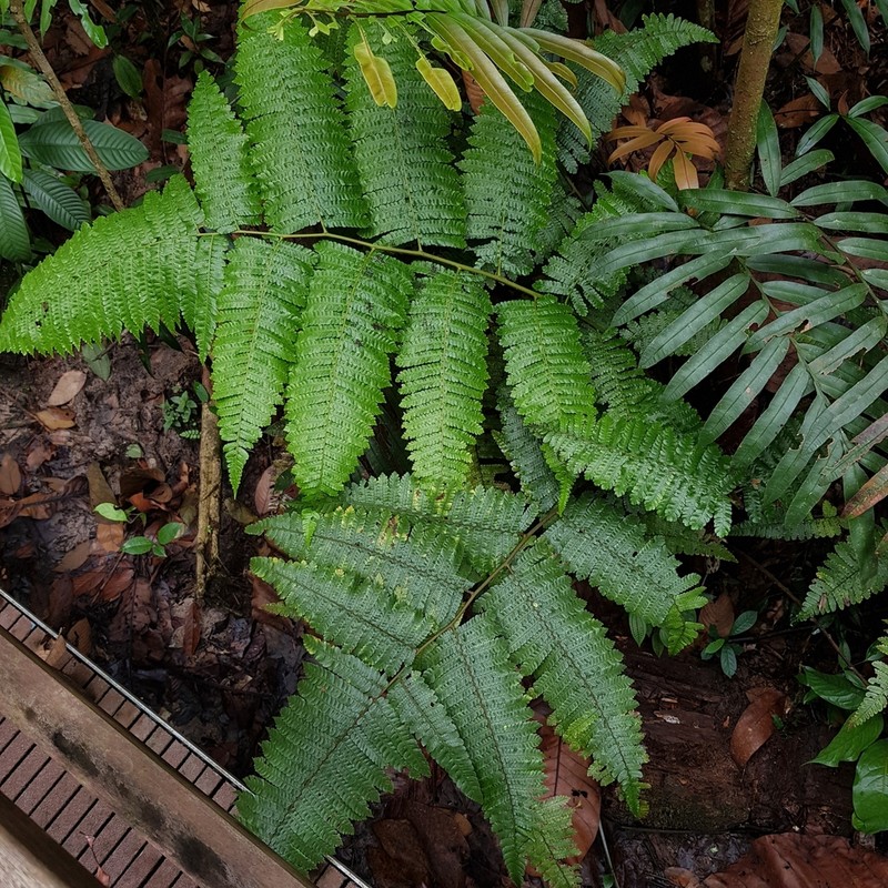 Sphaeropteris squamulata
