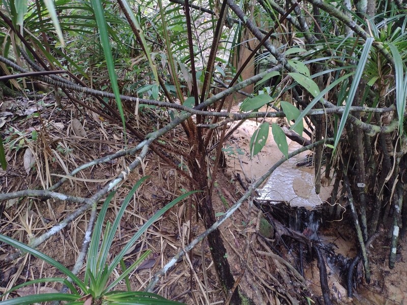 Sphaeropteris squamulata photo 2