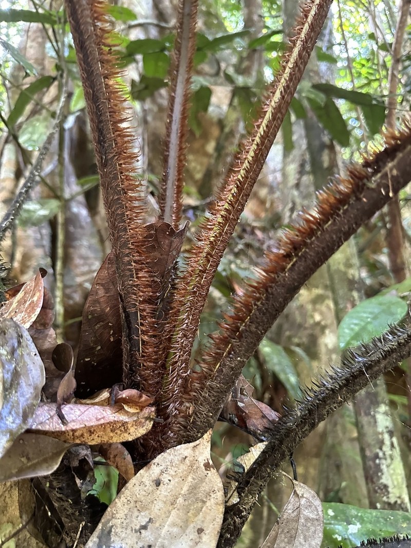 Sphaeropteris squamulata photo 3