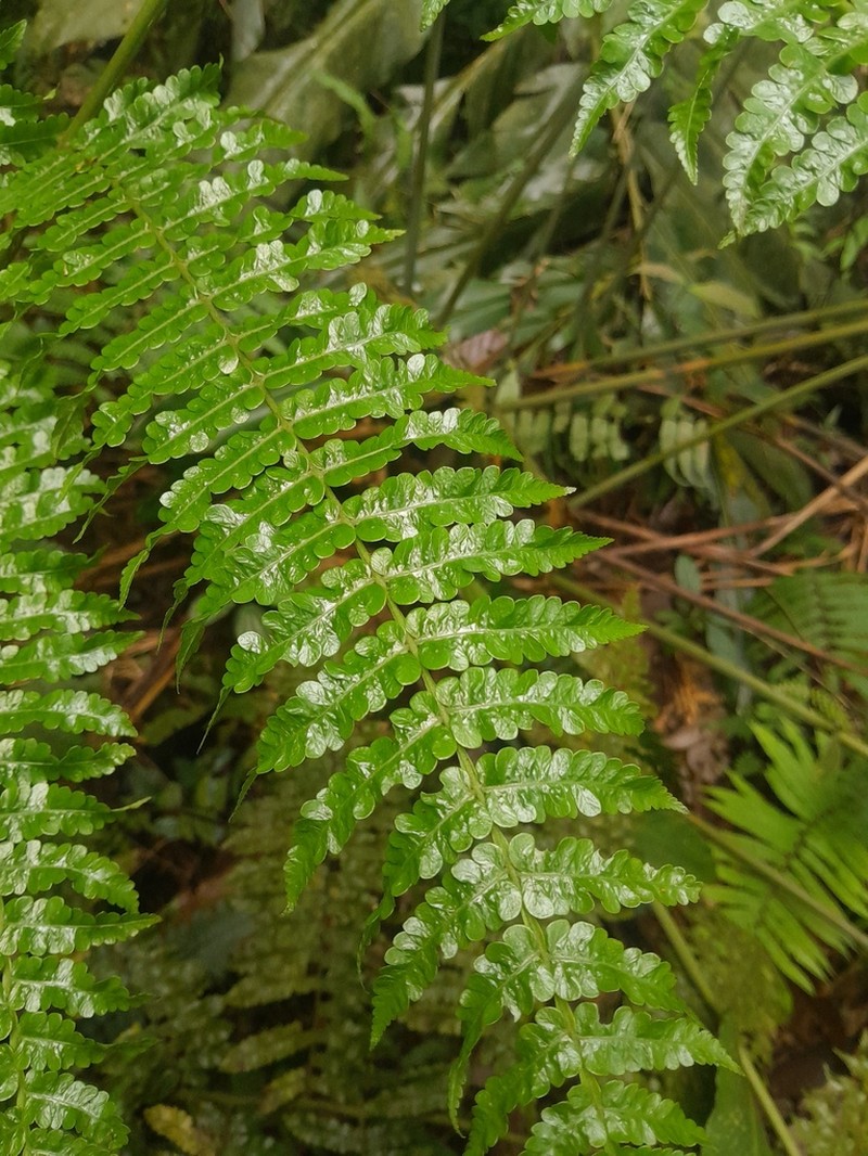 Sphaeropteris squamulata photo 4