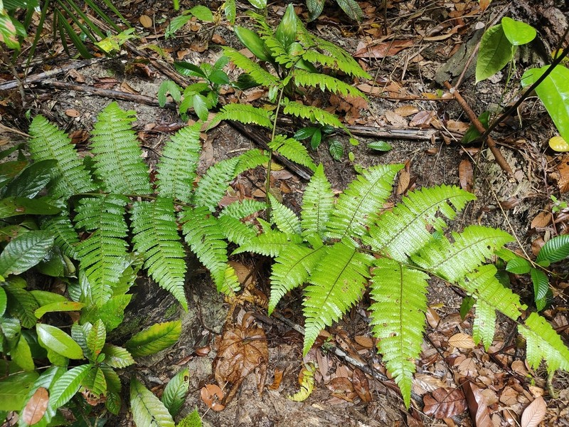 Sphaeropteris squamulata photo 5
