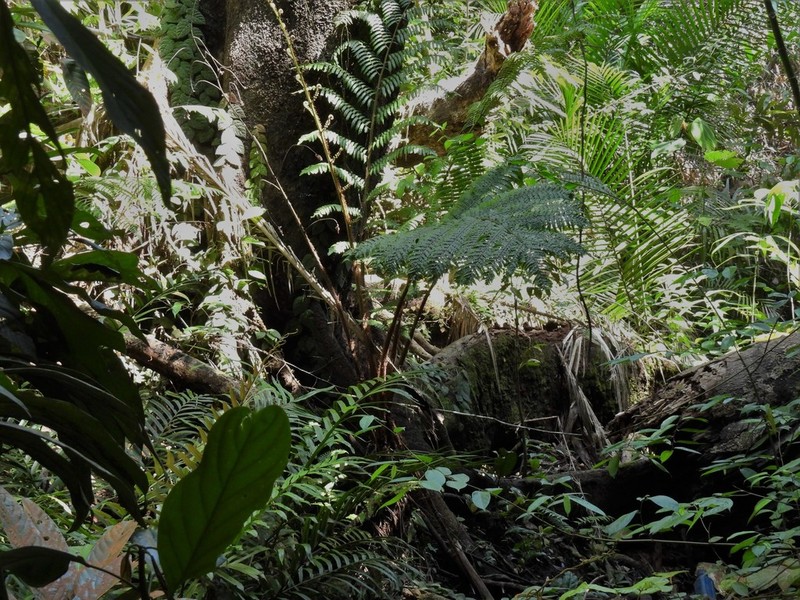 Sphaeropteris squamulata photo 6