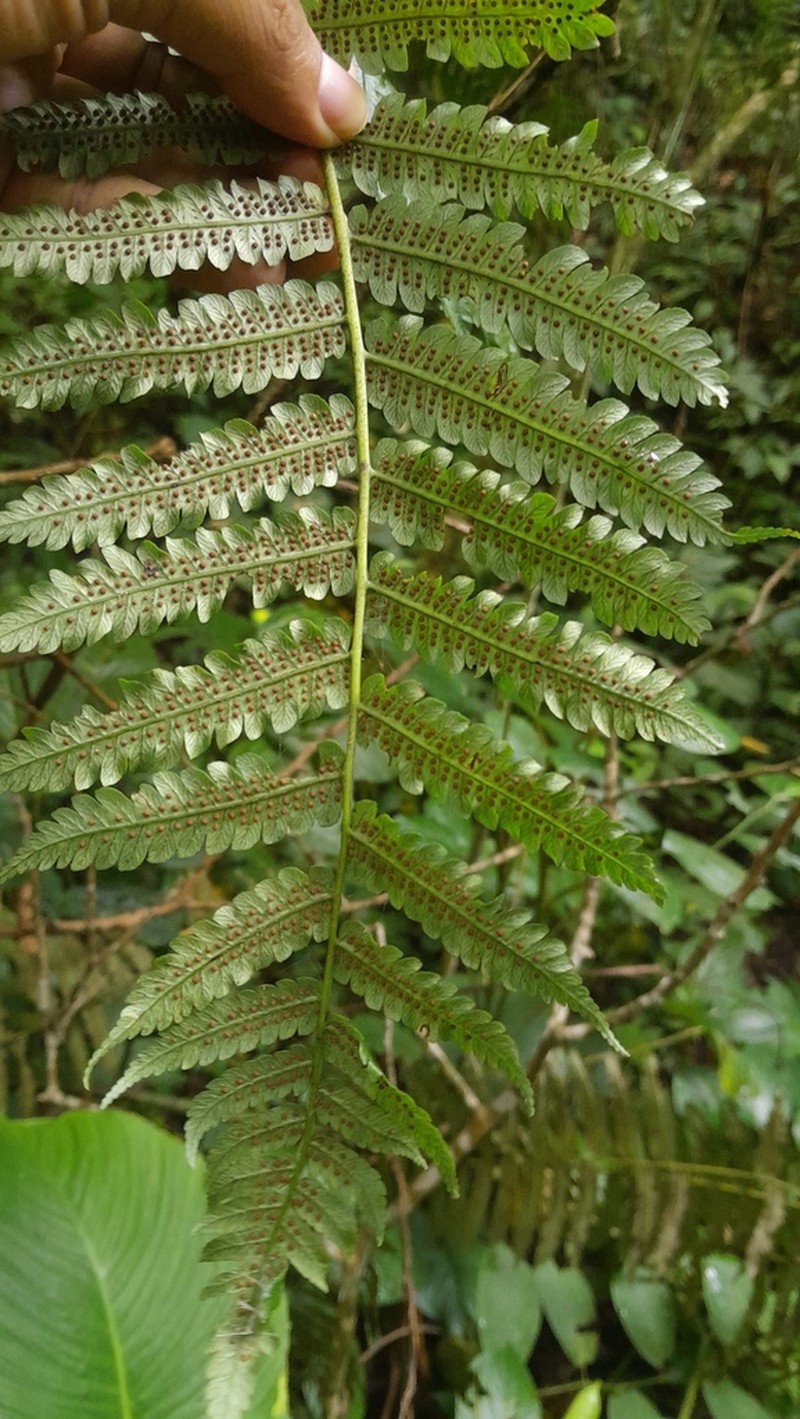 Sphaeropteris squamulata photo 7