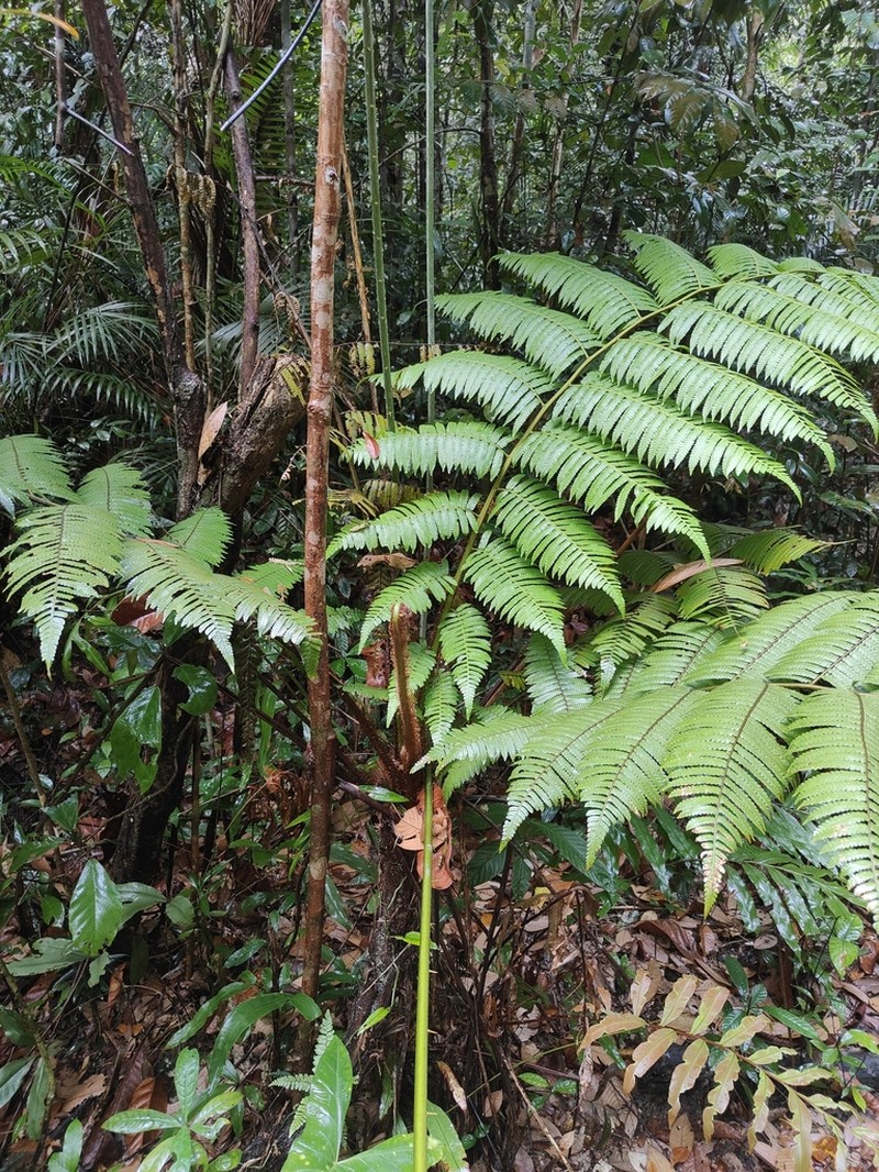 Sphaeropteris squamulata photo 8