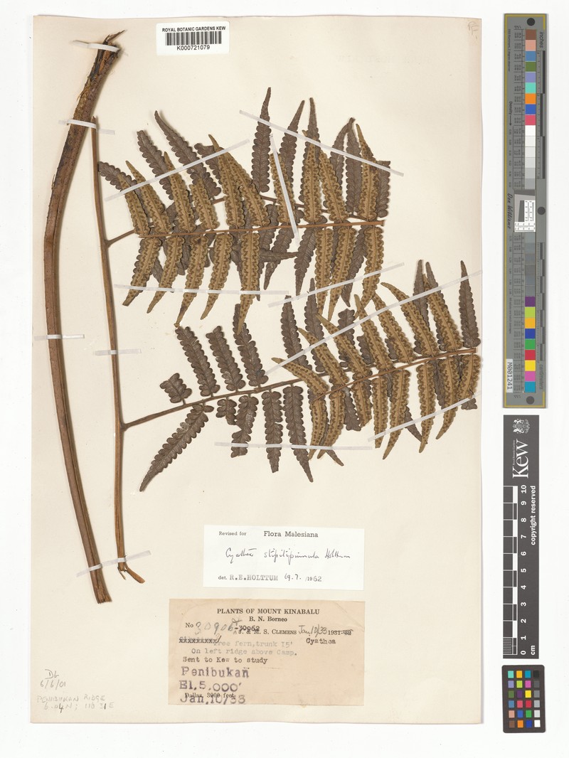 Sphaeropteris stipitipinnula