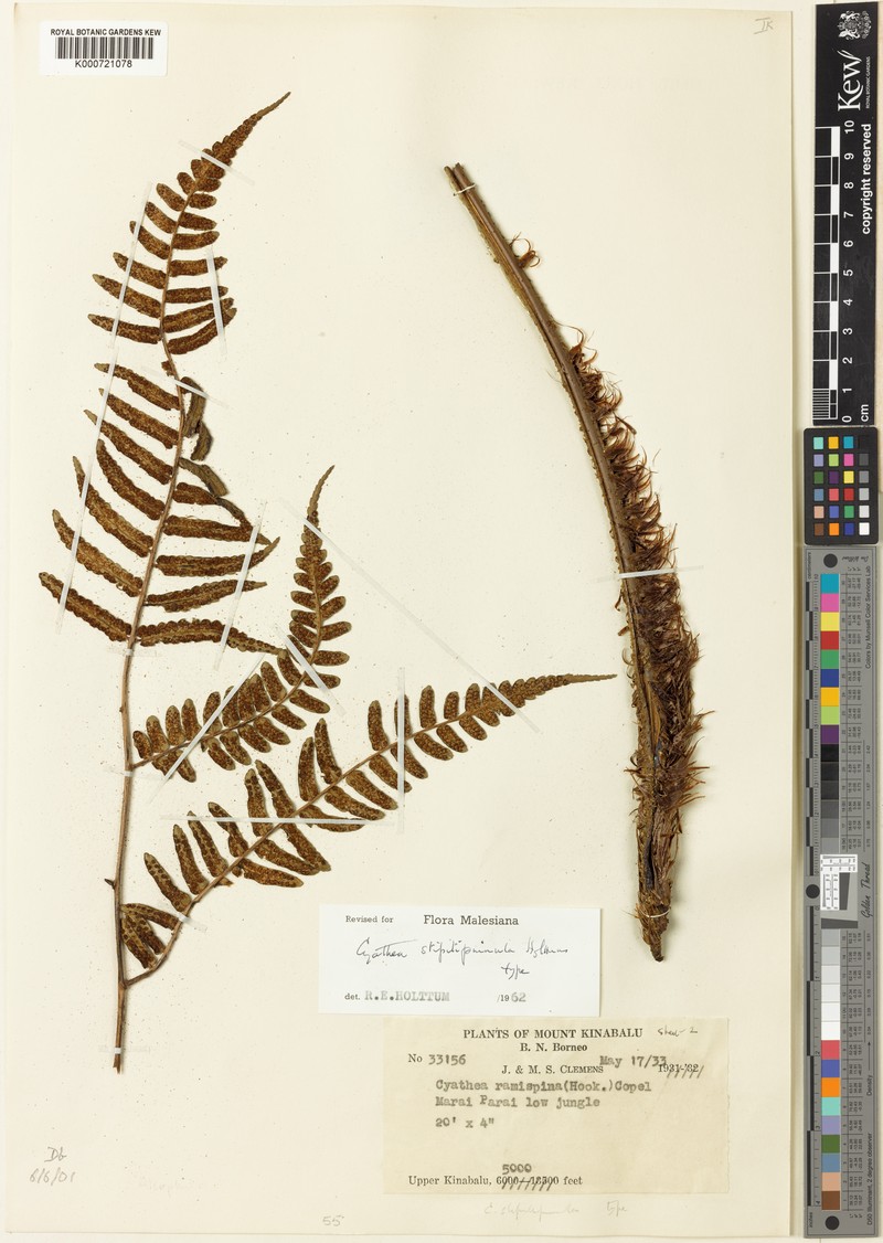 Sphaeropteris stipitipinnula photo 3