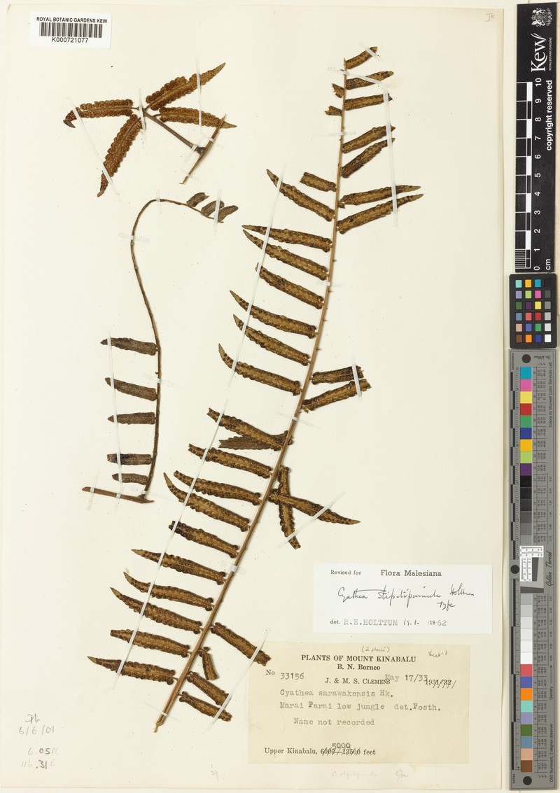 Sphaeropteris stipitipinnula photo 4