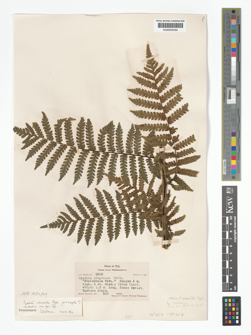 Sphaeropteris subsessilis