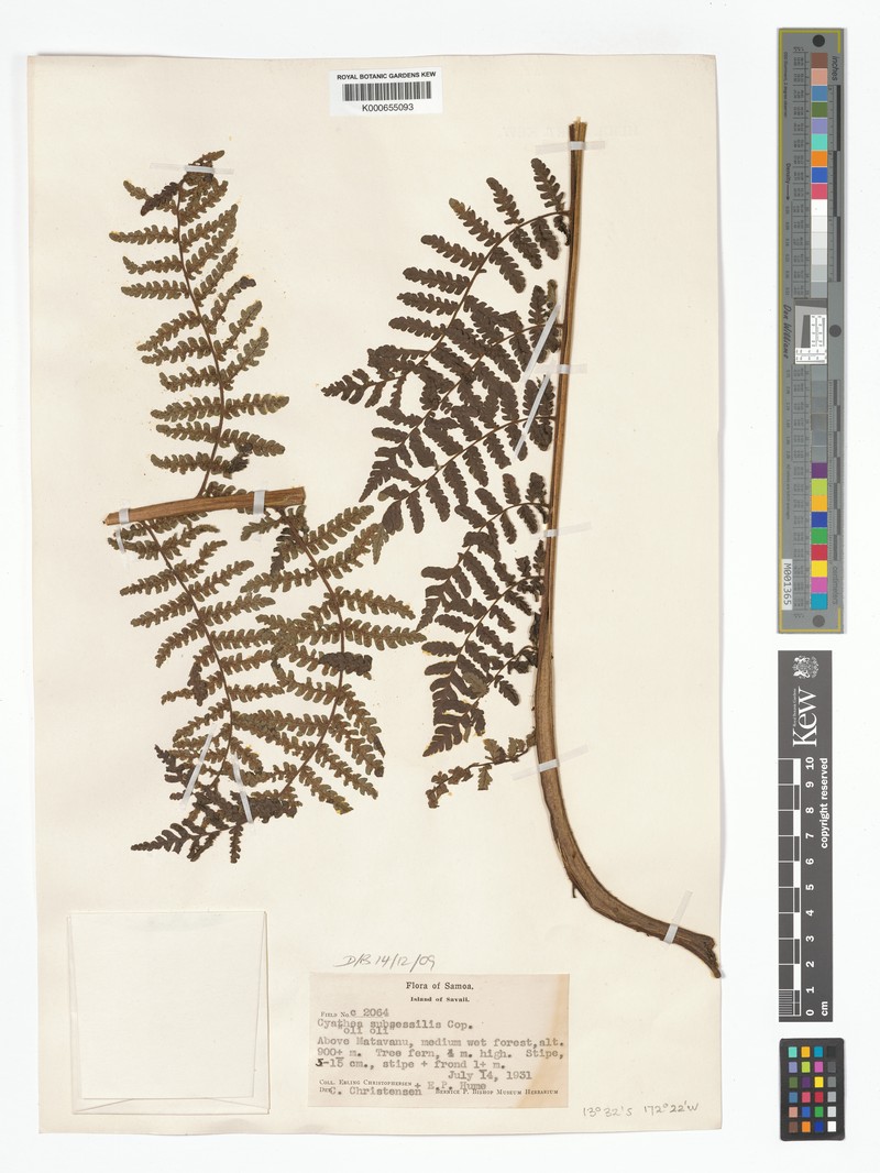 Sphaeropteris subsessilis photo 2