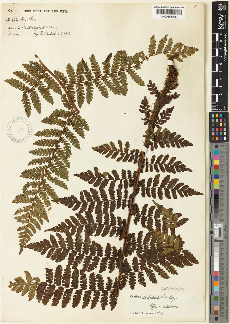 Sphaeropteris subsessilis photo 3