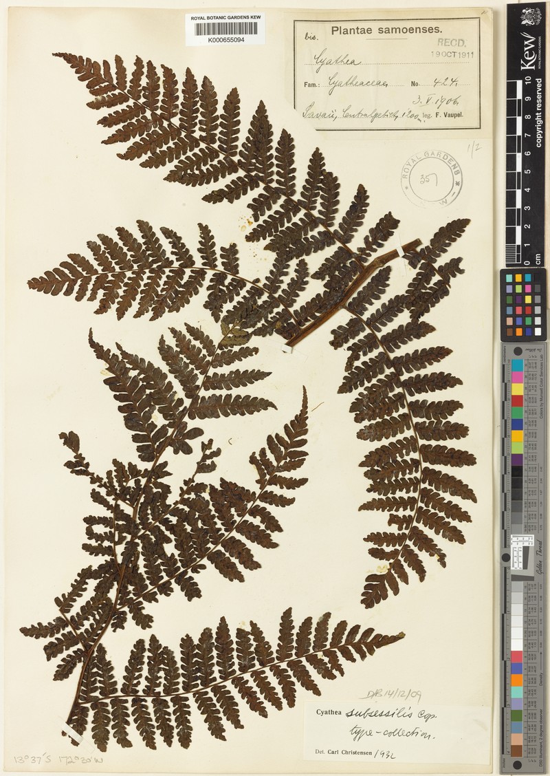 Sphaeropteris subsessilis photo 4