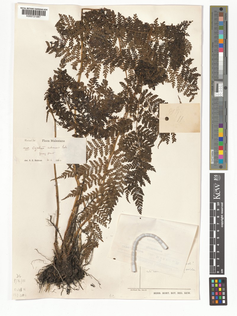 Sphaeropteris suluensis