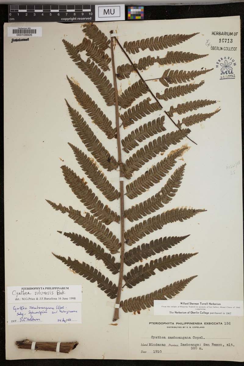 Sphaeropteris suluensis photo 2