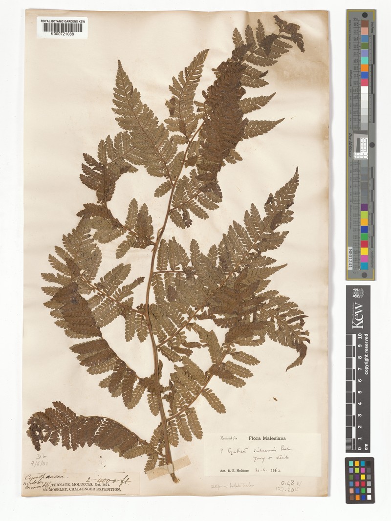 Sphaeropteris suluensis photo 3