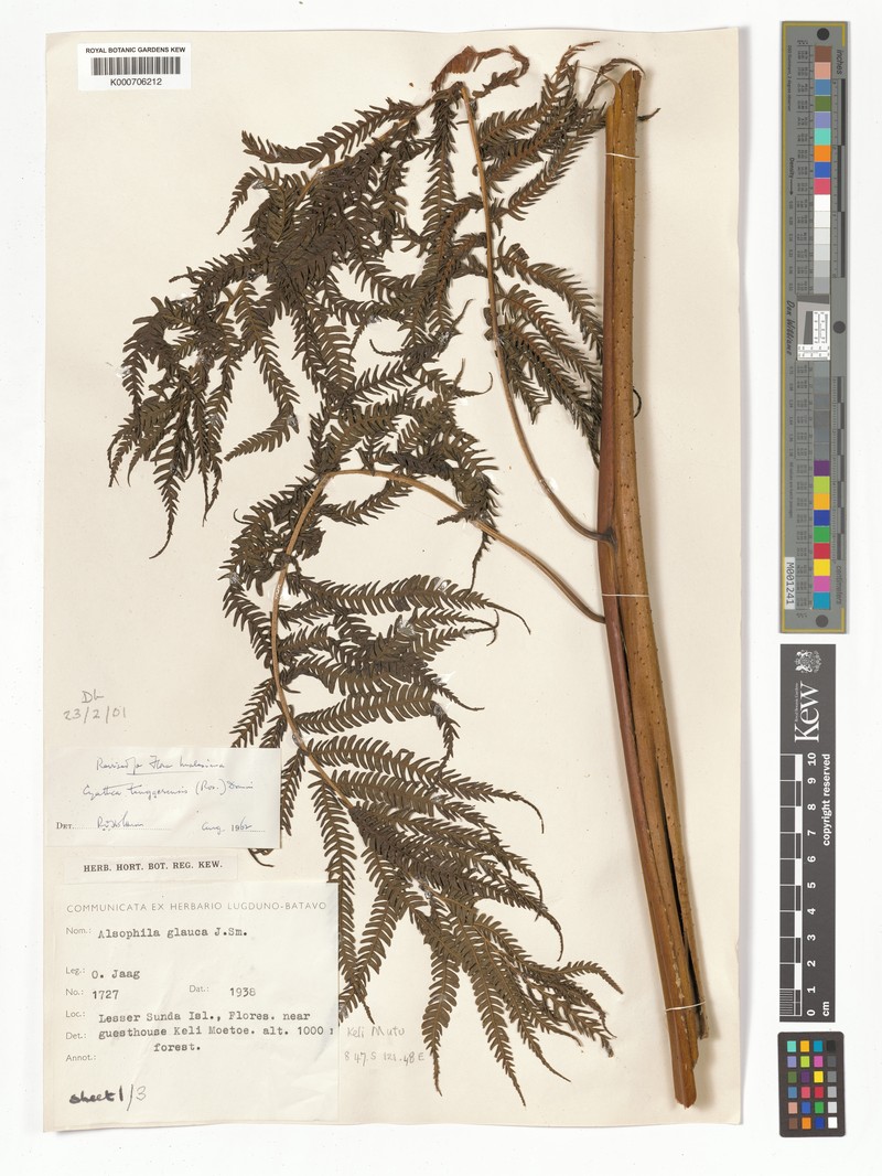 Sphaeropteris tenggerensis
