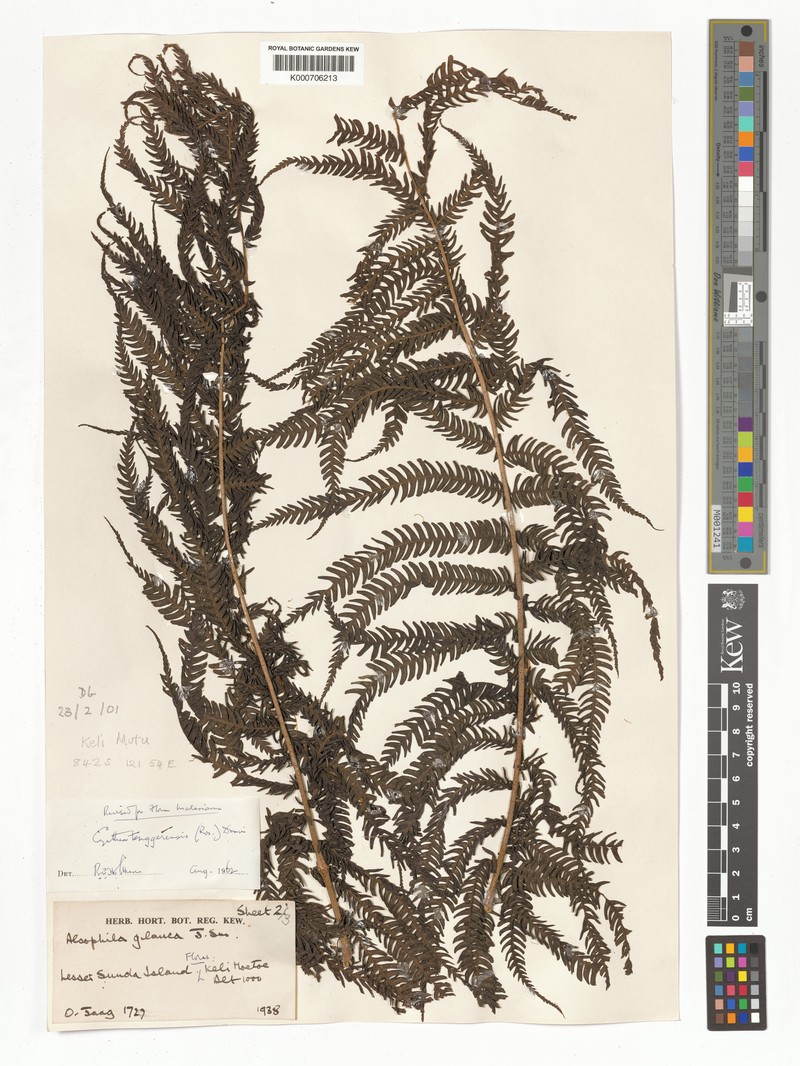 Sphaeropteris tenggerensis photo 2