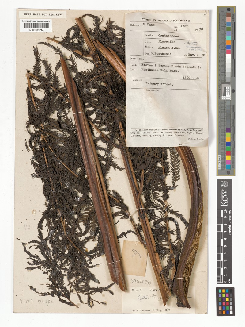 Sphaeropteris tenggerensis photo 3