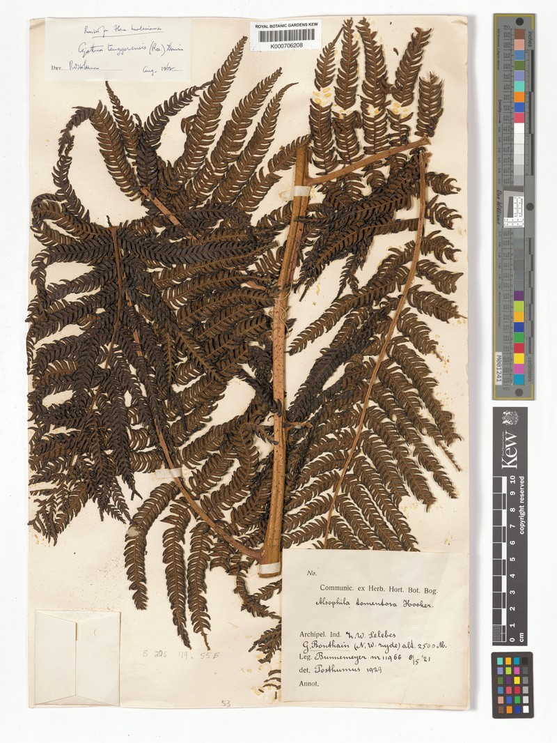 Sphaeropteris tenggerensis photo 4