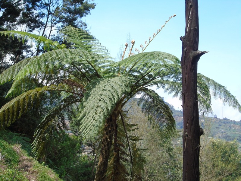 Sphaeropteris tomentosa