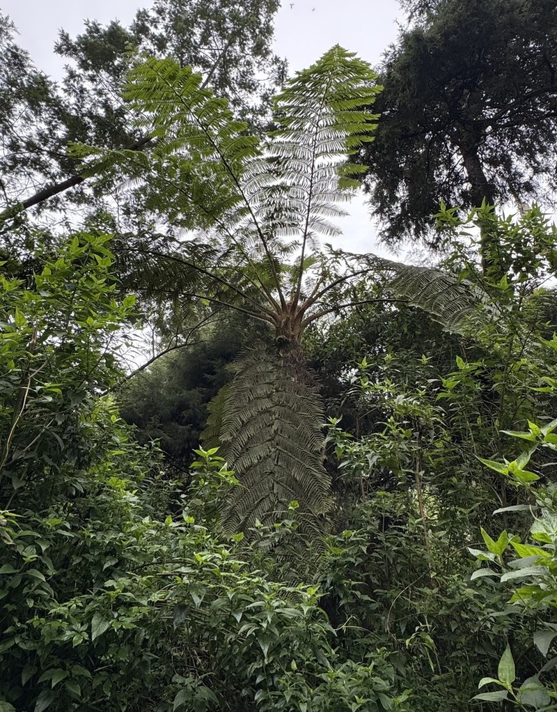 Sphaeropteris tomentosa photo 2